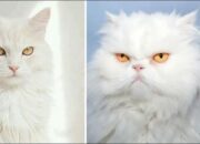Ini Perbedaan Kucing Persia dan Anggora, dari Fisik hingga Kesehatannya! Kamu Punya yang Mana?