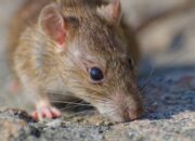 10 Cara Membasmi Tikus yang Berkeliaran di Rumah